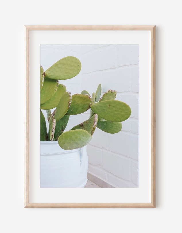 LEGGERA - Succulents of Puglia Print