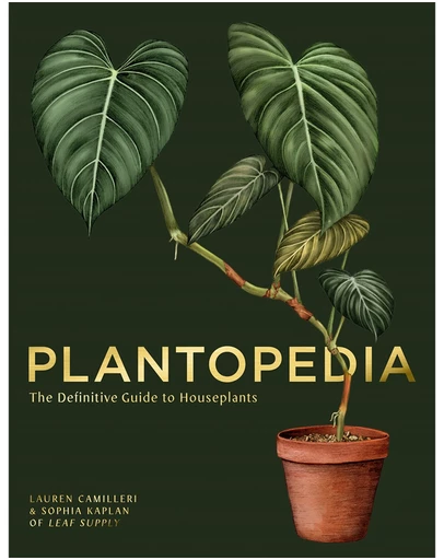Brumby Sunstate - Plantopedia