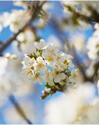 L'Occitane - Cherry Blossom Hand Cream 30ml