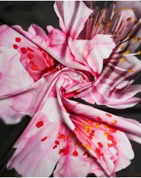 Lindsay Nicholas New York - Sakura Blossom Silk Scarf