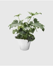 Georg Jensen - Bloom Botanica Flower Pot, Large