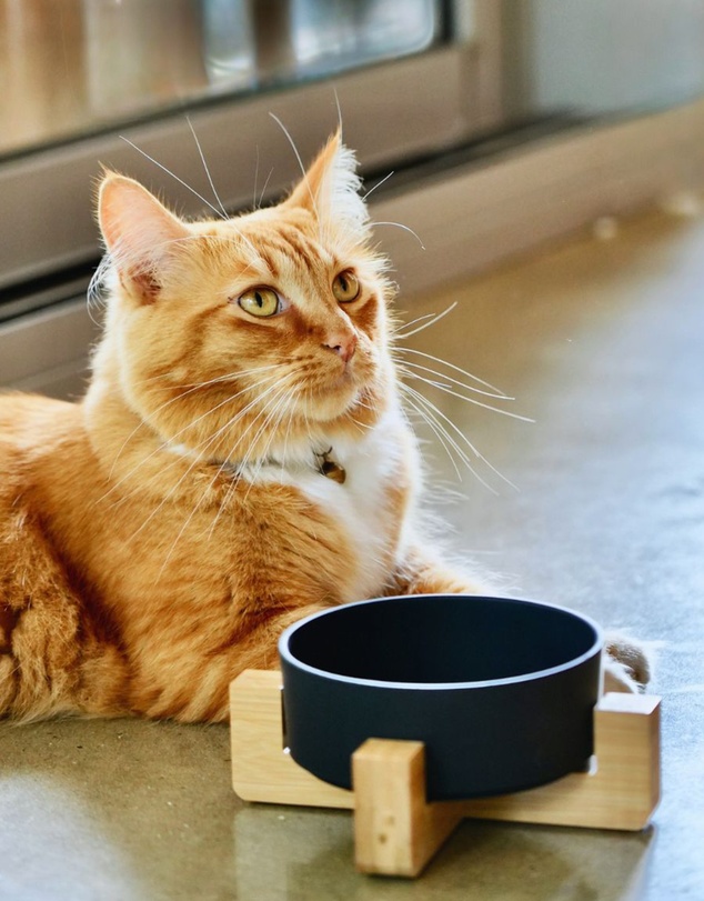Mog & Bone - Single Bamboo Cat Bowl Black