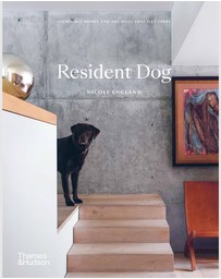 Brumby Sunstate - Resident Dog