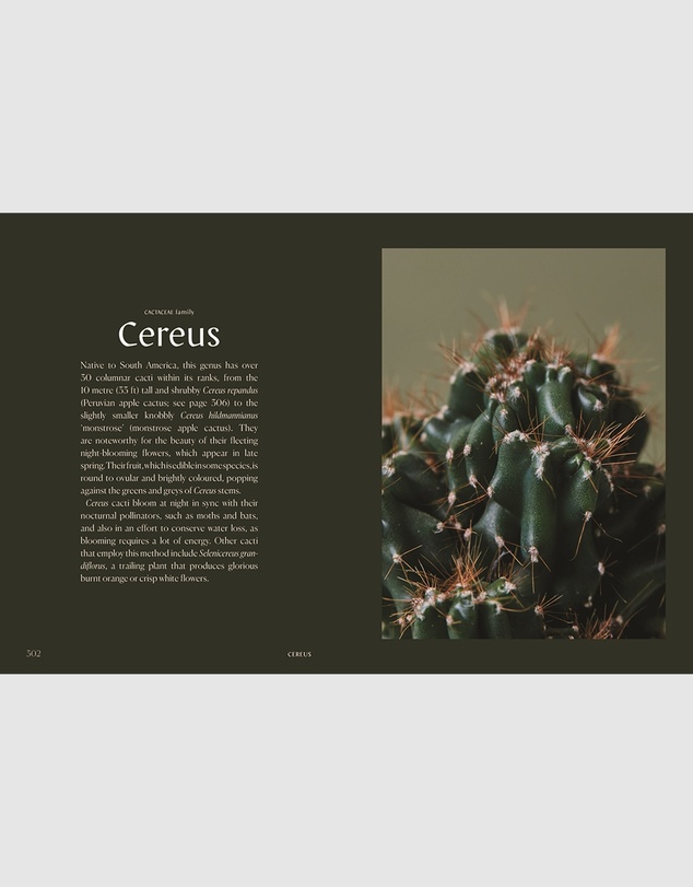 Brumby Sunstate - Plantopedia