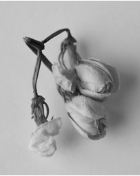 AYU - SMOKING ROSE Perfume Oil 30ml
