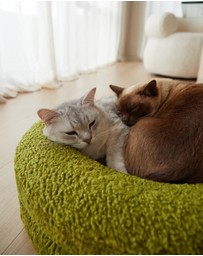 Cat St. - The Bungalow Bed