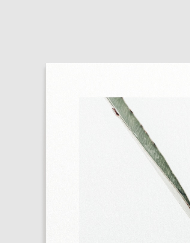 Olive et Oriel - White Eucalyptus I Art Print