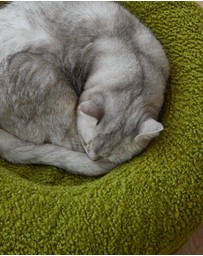 Cat St. - The Bungalow Bed