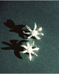 Meadowlark - Daisy Earrings Medium