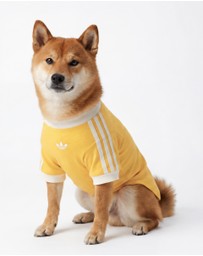 adidas Originals - adidas Pet Cali Tee