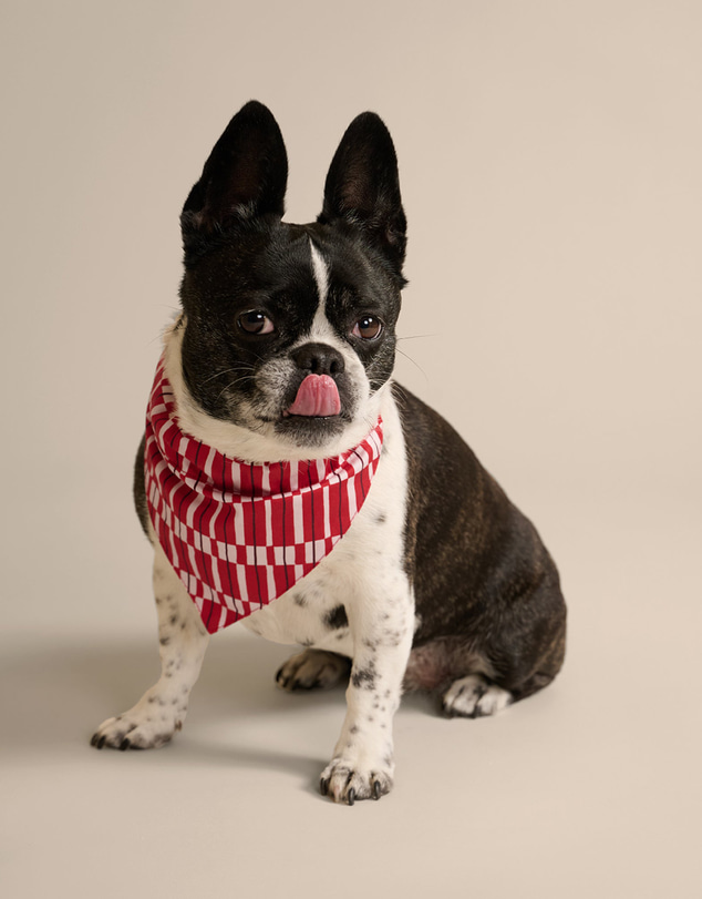 Resting - Soft Woven Cotton Lucky Pet Bandana