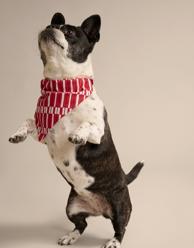 Resting - Soft Woven Cotton Lucky Pet Bandana