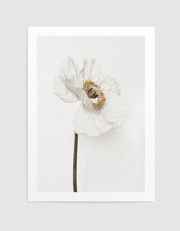 Olive et Oriel - White Poppy II Art Print