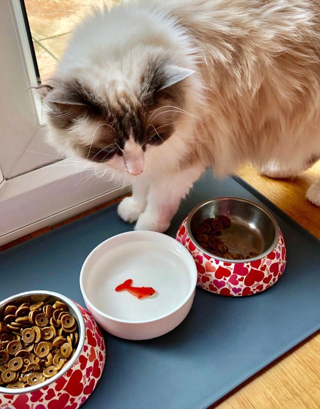 Suck UK - Cat Bowl Goldfish