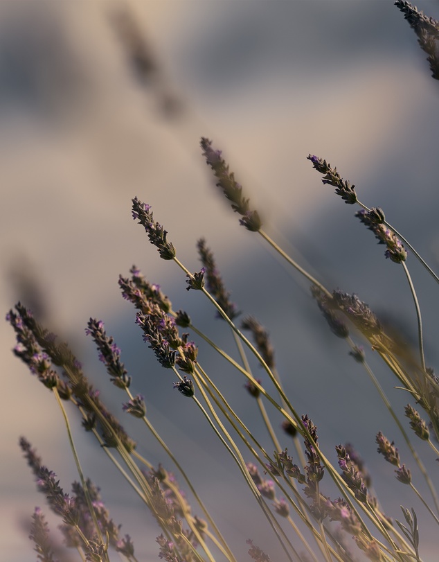 L'Occitane - Lavender Bodycare Duo