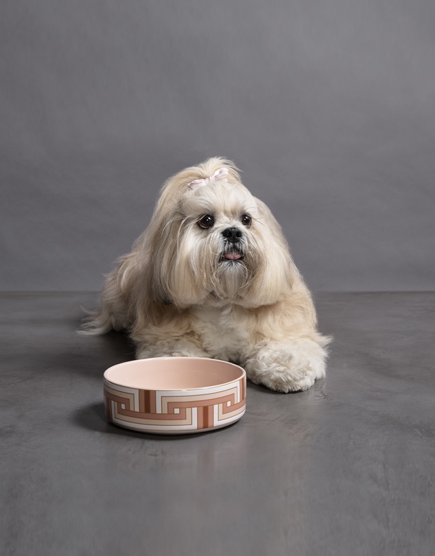 Greg Natale - Paris Pet Bowl
