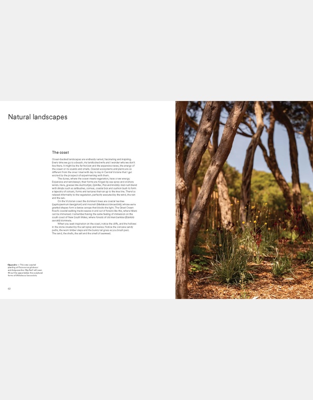 Brumby Sunstate - Wild by Design