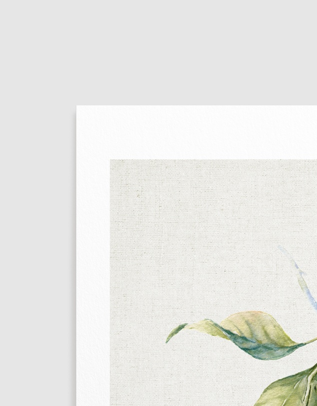 Olive et Oriel - Lemon on Linen III Art Print