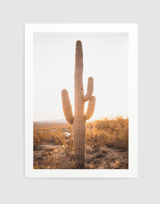 Olive et Oriel - Sunset Cactus Art Print