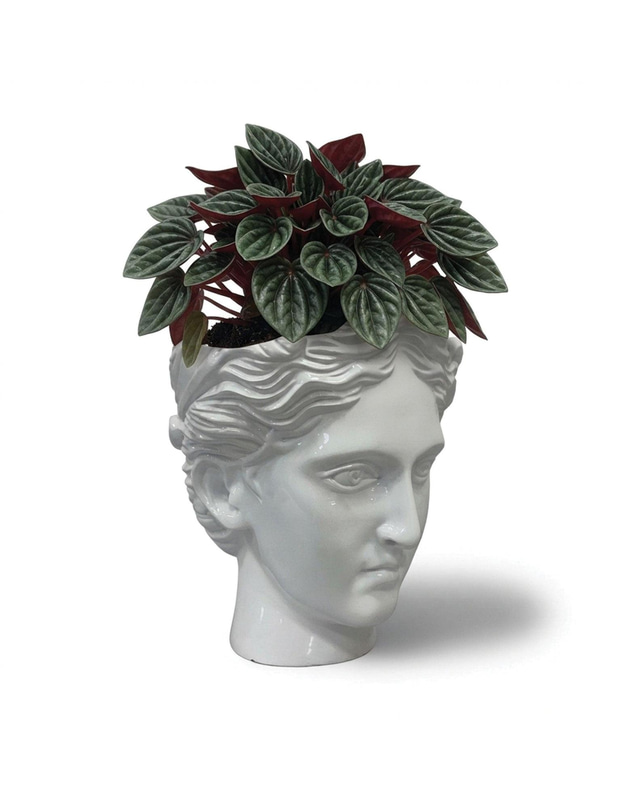 Urban Attitude - Urban Attitude Venus Head Planter - Matte White