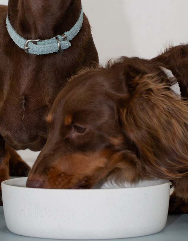 Lilly + Dash - Dog Food Water Ceramic Bowl