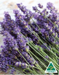 Silk Oil of Morocco - Lavender Natural Soy Candle - Extra Large