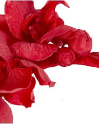 Max Alexander - Red Orchid Flower Fascinator