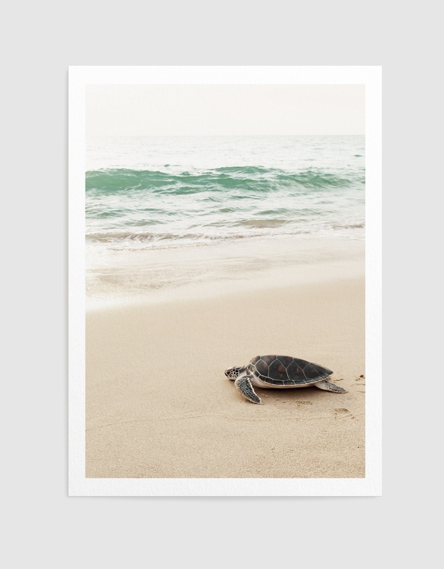 Olive et Oriel - Little Turtle II Art Print