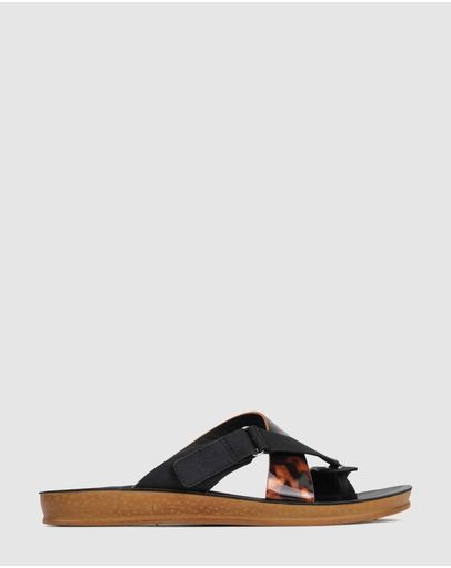 Blk Tortoise