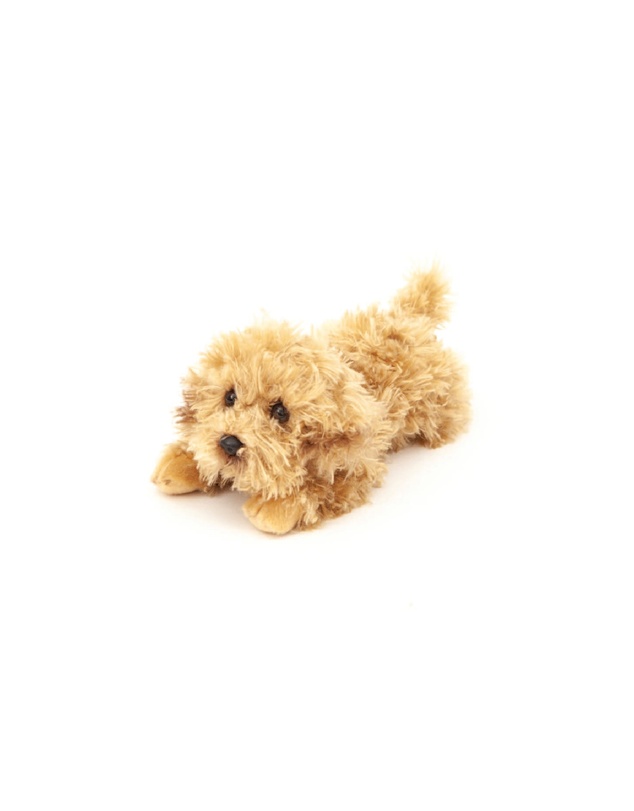 Animal Allsorts - Luna Labradoodle Puppy