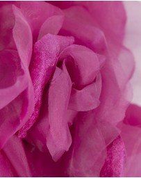 Fillies Collection - Large Fuchsia Flower Fascinator Headband