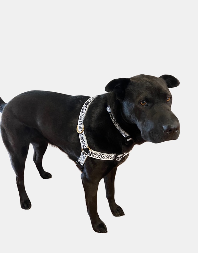 Mog & Bone - Hemp Harness - Black Wave