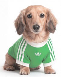 adidas Originals - adidas Pet Cali Tee
