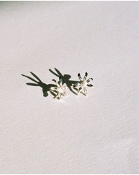 Meadowlark - Daisy Studs