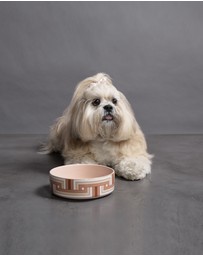 Greg Natale - Paris Pet Bowl
