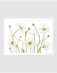 Olive et Oriel - Ox Eye Daisies by Mandy Disher Art Print