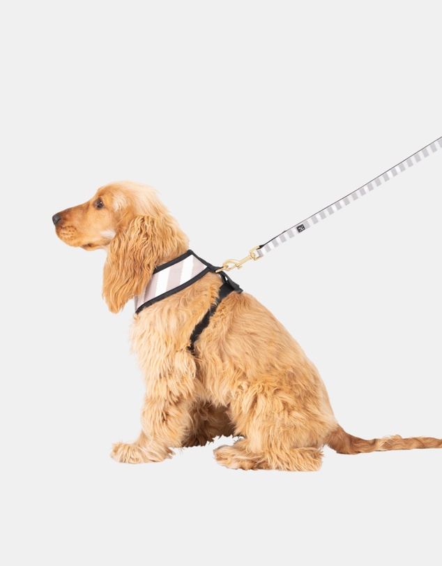 Mog & Bone - Neoprene Dog Bundle- Latte Hampton Stripe