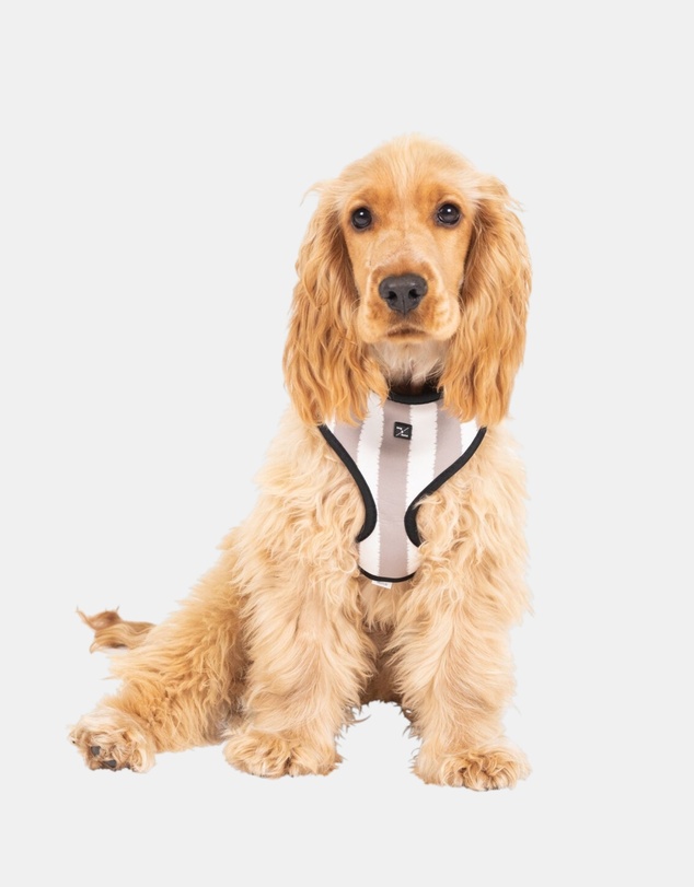 Mog & Bone - Neoprene Dog Bundle- Latte Hampton Stripe