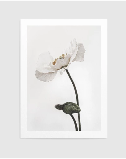 Olive et Oriel - White Poppy III Art Print