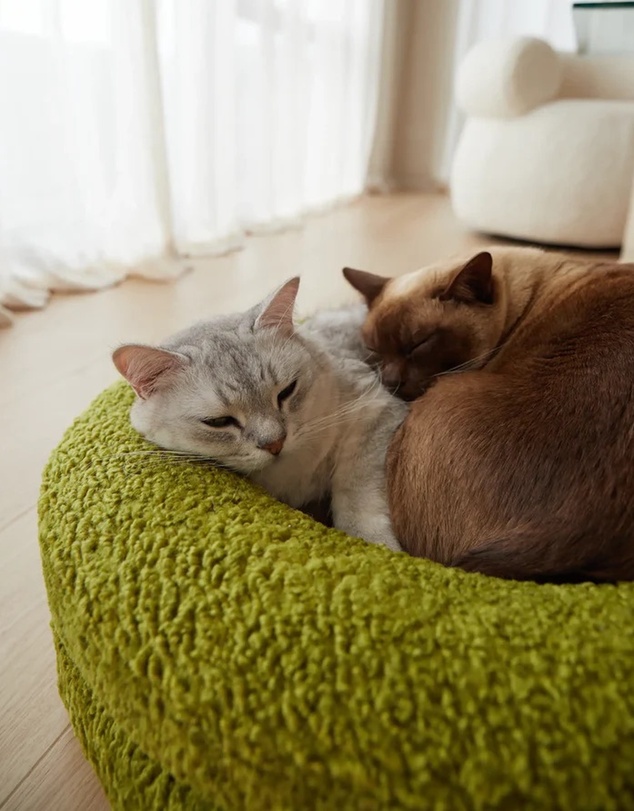 Cat St. - The Bungalow Bed