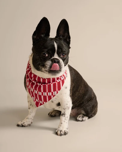 Resting - Soft Woven Cotton Lucky Pet Bandana