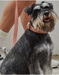 Lilly + Dash - Boucle Dog Leash 150cm Harness