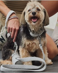 Lilly + Dash - Boucle Dog Leash 150cm Harness