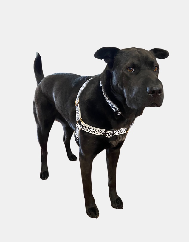 Mog & Bone - Hemp Harness - Black Wave