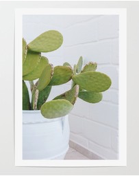 LEGGERA - Succulents of Puglia Print