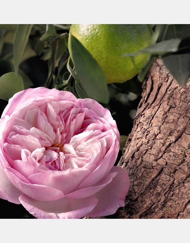 Chloé - Rose Naturelle Eau De Parfum Intense 100ml