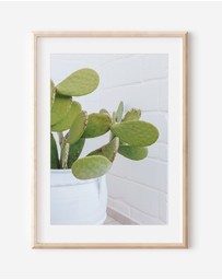 LEGGERA - Succulents of Puglia Print