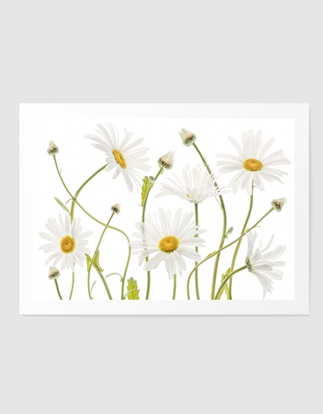 Olive et Oriel - Ox Eye Daisies by Mandy Disher Art Print