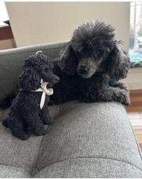 Love Ally - French Poodle Candle