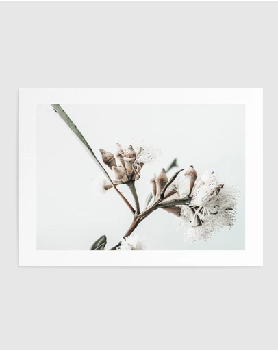 Olive et Oriel - White Eucalyptus I Art Print
